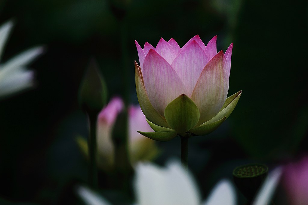 연꽃