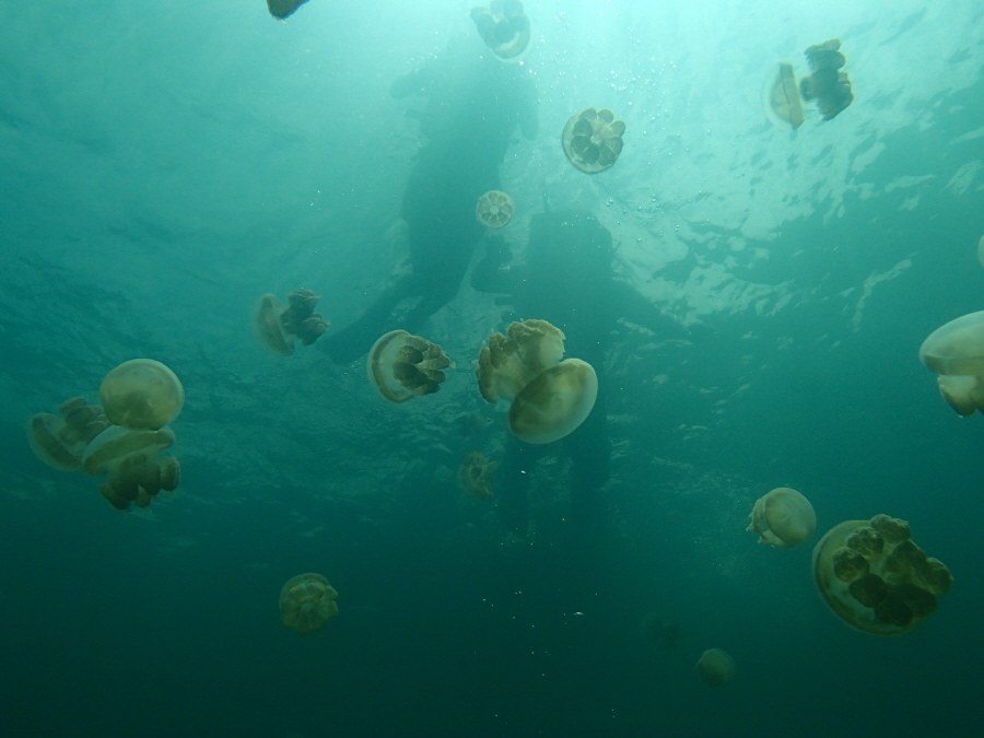 jellyfish, Palau