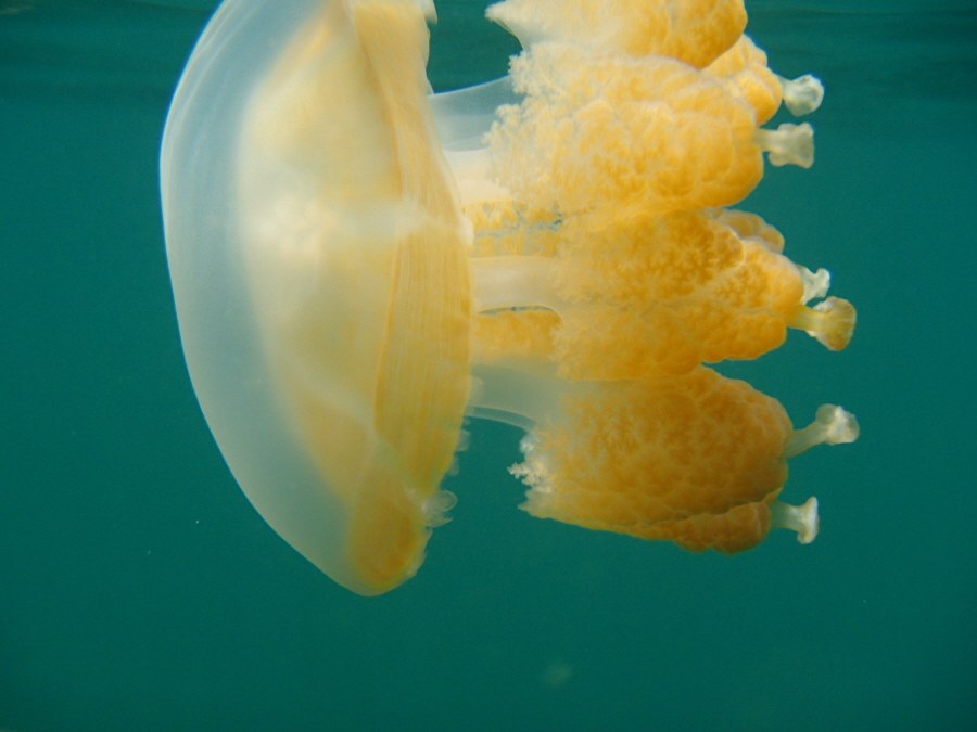 jellyfish, Palau