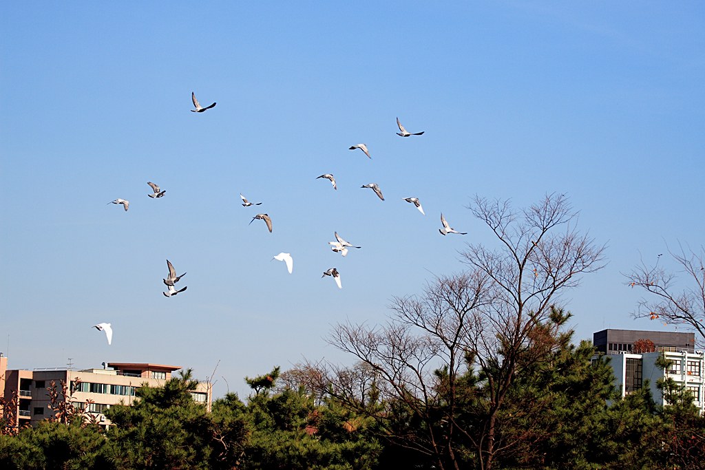 비둘기