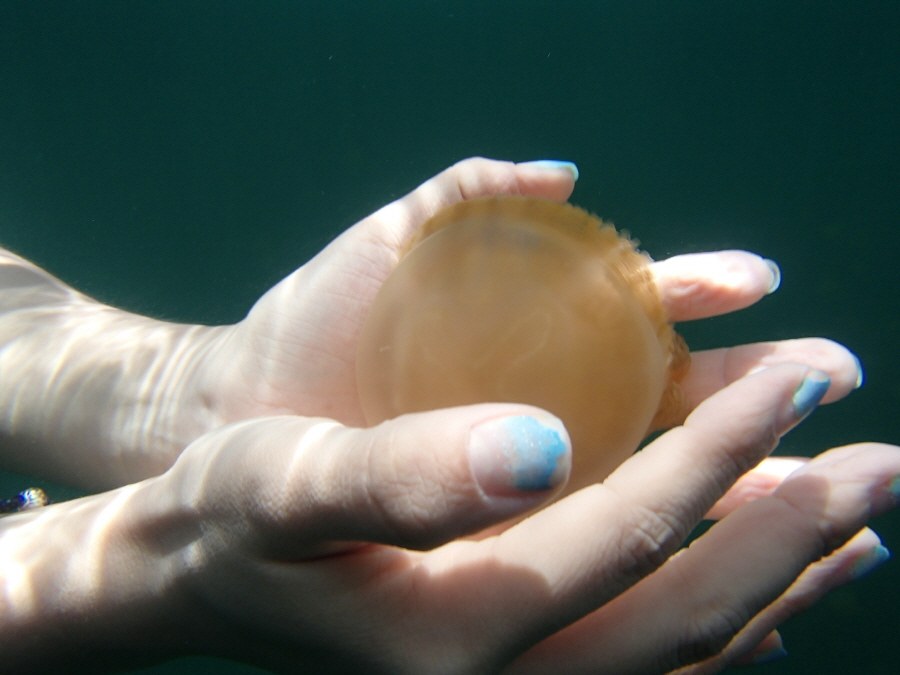 jellyfish, Palau